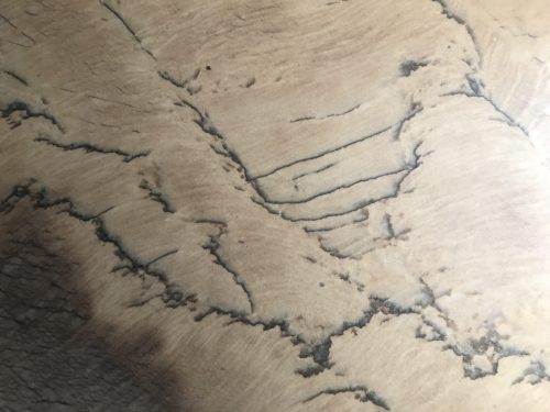 Calcatta Fossil
